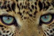 tv-műsor: A jádeszemű leopárd